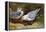 Kittywake Gulls-Archibald Thorburn-Framed Premier Image Canvas