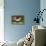 Kittywake Gulls-Archibald Thorburn-Framed Premier Image Canvas displayed on a wall