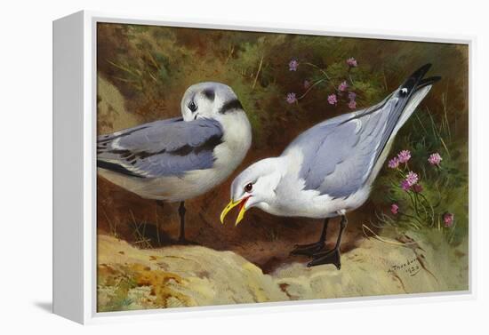 Kittywake Gulls-Archibald Thorburn-Framed Premier Image Canvas