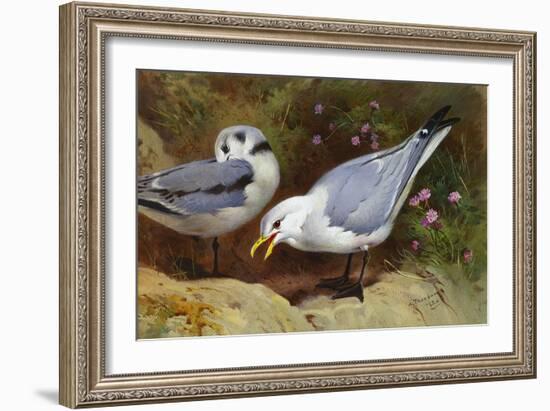 Kittywake Gulls-Archibald Thorburn-Framed Giclee Print