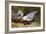 Kittywake Gulls-Archibald Thorburn-Framed Giclee Print