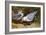 Kittywake Gulls-Archibald Thorburn-Framed Giclee Print