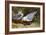 Kittywake Gulls-Archibald Thorburn-Framed Giclee Print