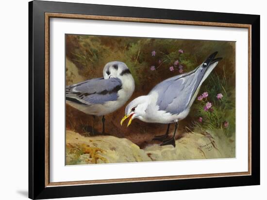 Kittywake Gulls-Archibald Thorburn-Framed Giclee Print