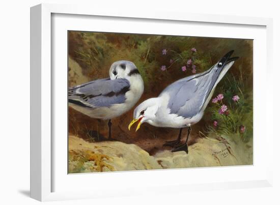 Kittywake Gulls-Archibald Thorburn-Framed Giclee Print