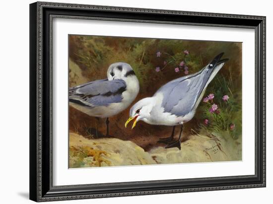 Kittywake Gulls-Archibald Thorburn-Framed Giclee Print