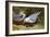 Kittywake Gulls-Archibald Thorburn-Framed Giclee Print