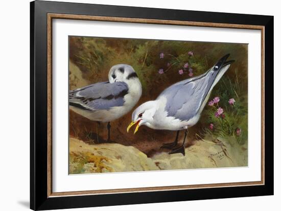 Kittywake Gulls-Archibald Thorburn-Framed Giclee Print