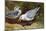 Kittywake Gulls-Archibald Thorburn-Mounted Giclee Print