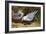 Kittywake Gulls-Archibald Thorburn-Framed Giclee Print