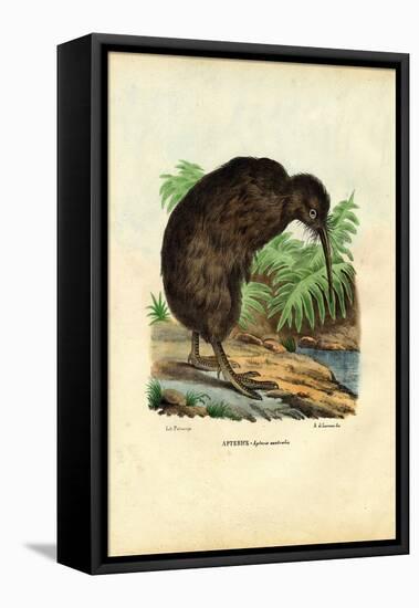 Kiwi, 1863-79-Raimundo Petraroja-Framed Premier Image Canvas