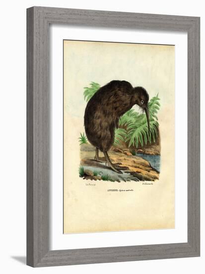 Kiwi, 1863-79-Raimundo Petraroja-Framed Giclee Print