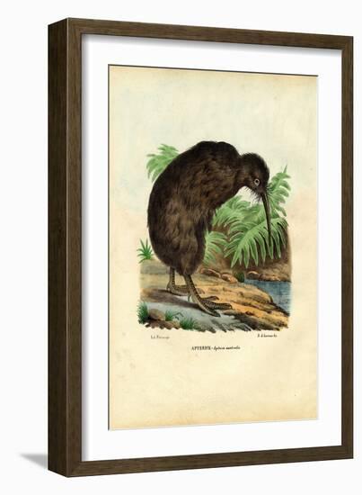 Kiwi, 1863-79-Raimundo Petraroja-Framed Giclee Print