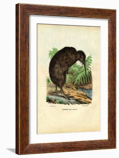 Kiwi, 1863-79-Raimundo Petraroja-Framed Giclee Print