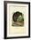Kiwi, 1863-79-Raimundo Petraroja-Framed Giclee Print