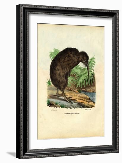 Kiwi, 1863-79-Raimundo Petraroja-Framed Giclee Print