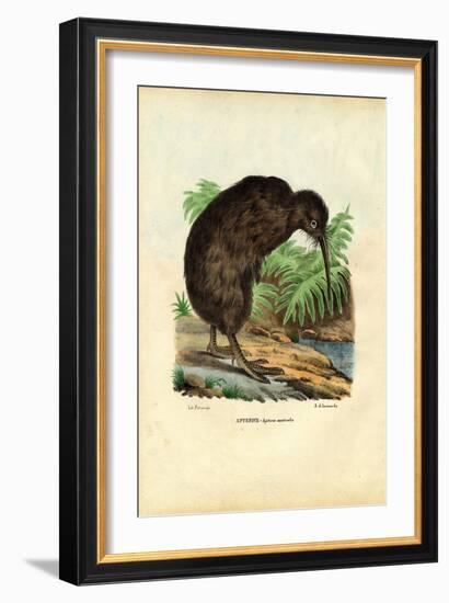 Kiwi, 1863-79-Raimundo Petraroja-Framed Giclee Print