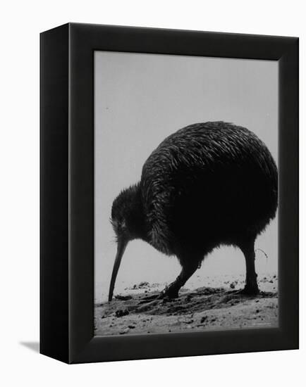 Kiwi Bird at San Diego Zoo-Loomis Dean-Framed Premier Image Canvas