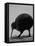 Kiwi Bird at San Diego Zoo-Loomis Dean-Framed Premier Image Canvas