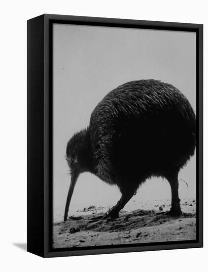 Kiwi Bird at San Diego Zoo-Loomis Dean-Framed Premier Image Canvas