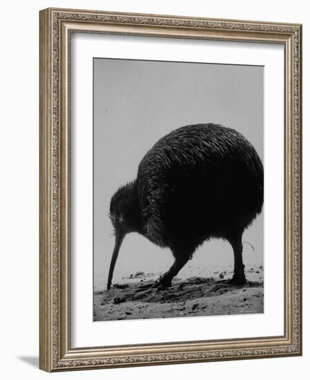 Kiwi Bird at San Diego Zoo-Loomis Dean-Framed Photographic Print