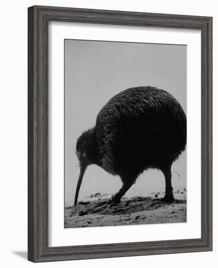 Kiwi Bird at San Diego Zoo-Loomis Dean-Framed Photographic Print