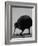 Kiwi Bird at San Diego Zoo-Loomis Dean-Framed Photographic Print