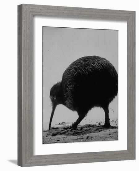 Kiwi Bird at San Diego Zoo-Loomis Dean-Framed Photographic Print