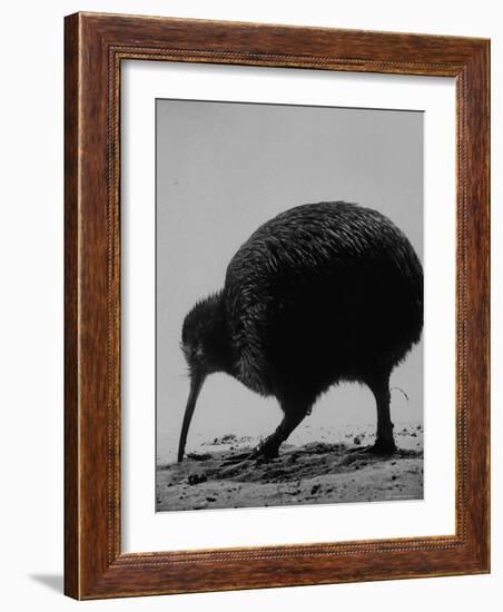 Kiwi Bird at San Diego Zoo-Loomis Dean-Framed Photographic Print