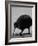 Kiwi Bird at San Diego Zoo-Loomis Dean-Framed Photographic Print