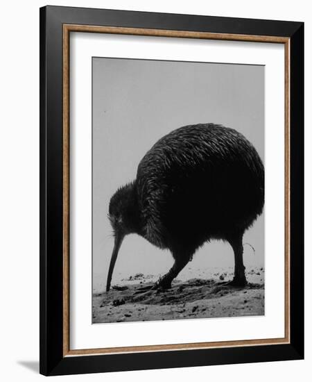 Kiwi Bird at San Diego Zoo-Loomis Dean-Framed Photographic Print