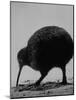 Kiwi Bird at San Diego Zoo-Loomis Dean-Mounted Photographic Print