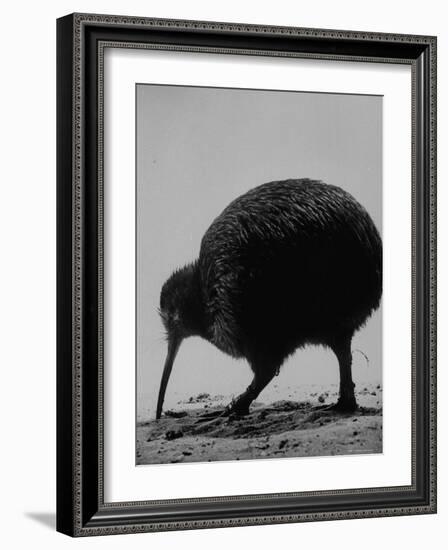 Kiwi Bird at San Diego Zoo-Loomis Dean-Framed Photographic Print