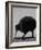 Kiwi Bird at San Diego Zoo-Loomis Dean-Framed Photographic Print