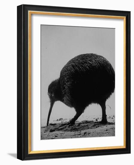 Kiwi Bird at San Diego Zoo-Loomis Dean-Framed Photographic Print