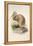 Kiwi, C.1850-Joseph Wolf-Framed Premier Image Canvas