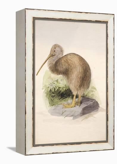 Kiwi, C.1850-Joseph Wolf-Framed Premier Image Canvas
