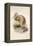 Kiwi, C.1850-Joseph Wolf-Framed Premier Image Canvas