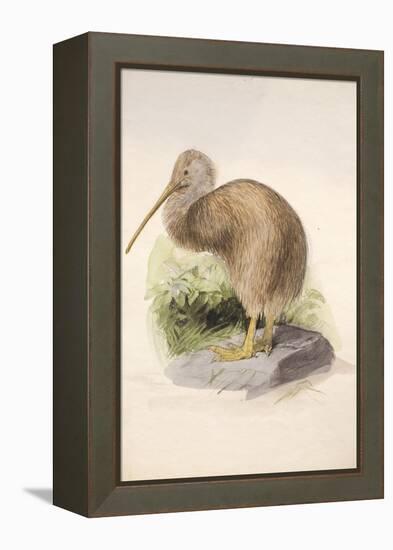 Kiwi, C.1850-Joseph Wolf-Framed Premier Image Canvas