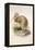 Kiwi, C.1850-Joseph Wolf-Framed Premier Image Canvas