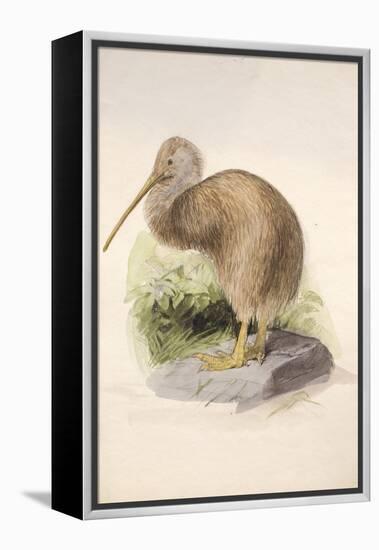 Kiwi, C.1850-Joseph Wolf-Framed Premier Image Canvas