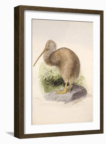 Kiwi, C.1850-Joseph Wolf-Framed Giclee Print