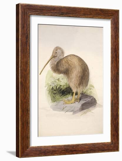 Kiwi, C.1850-Joseph Wolf-Framed Giclee Print