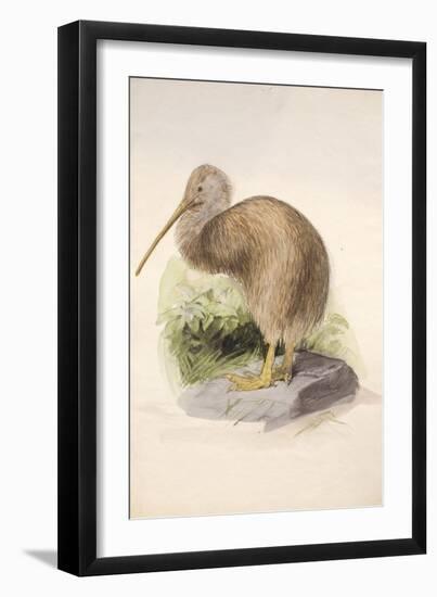 Kiwi, C.1850-Joseph Wolf-Framed Giclee Print