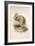Kiwi, C.1850-Joseph Wolf-Framed Giclee Print