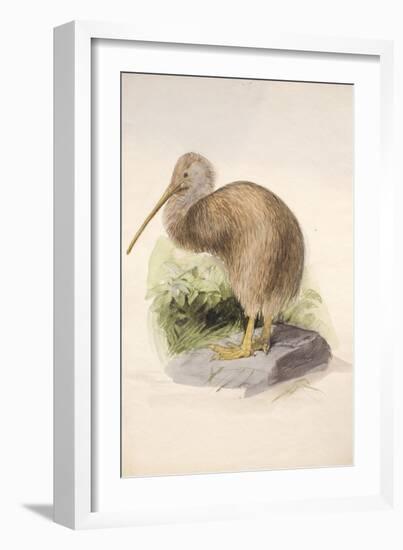 Kiwi, C.1850-Joseph Wolf-Framed Giclee Print