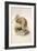 Kiwi, C.1850-Joseph Wolf-Framed Giclee Print