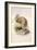 Kiwi, C.1850-Joseph Wolf-Framed Giclee Print