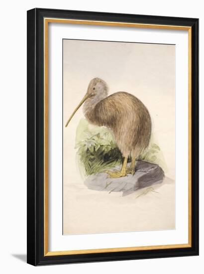 Kiwi, C.1850-Joseph Wolf-Framed Giclee Print