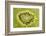 Kiwi Detail-Steve Gadomski-Framed Photographic Print